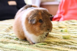 Meerschweinchen, DSG Pflegewohnstift Babelsberg in Potsdam