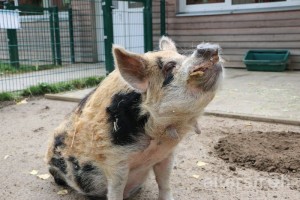 Kune Kune Schwein, Seniorenstiftung Prenzlauer Berg Haus 33 in Berlin