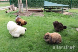 Hühner und Hasen, Seniorenstiftung Prenzlauer Berg Haus 33 in Berlin