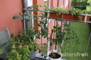 Tomatenanbau, Haus 33 der Seniorenstiftung Prenzlauer Berg in Berlin