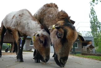 Ein Highlight: Das Tierhaus