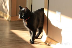 Hauskater Erwin im Vitanas Senioren Centrum Am Stadtpark in Berlin Steglitz-Zehlendorf